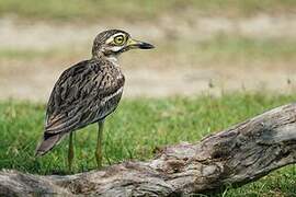 Indian Stone-curlew