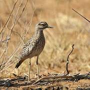 Spotted Thick-knee