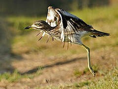 Water Thick-knee