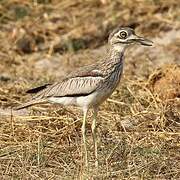 Water Thick-knee