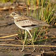 Water Thick-knee