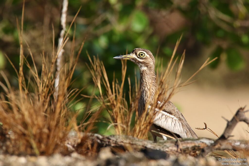 Water Thick-knee