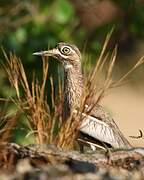 Water Thick-knee