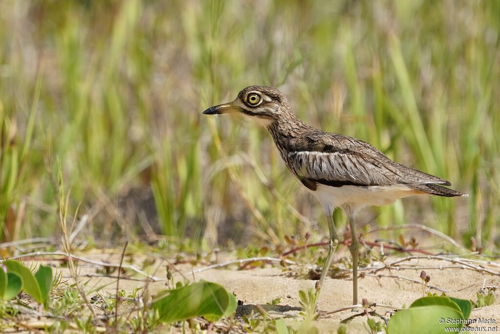 Water Thick-knee