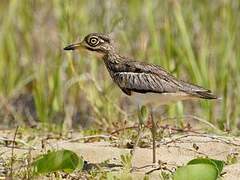 Water Thick-knee