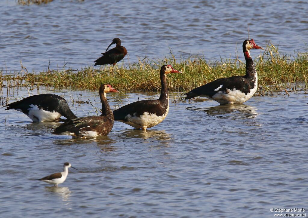 Spur-winged Gooseadult