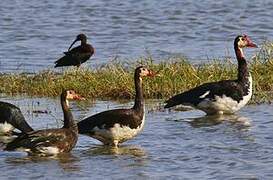 Spur-winged Goose