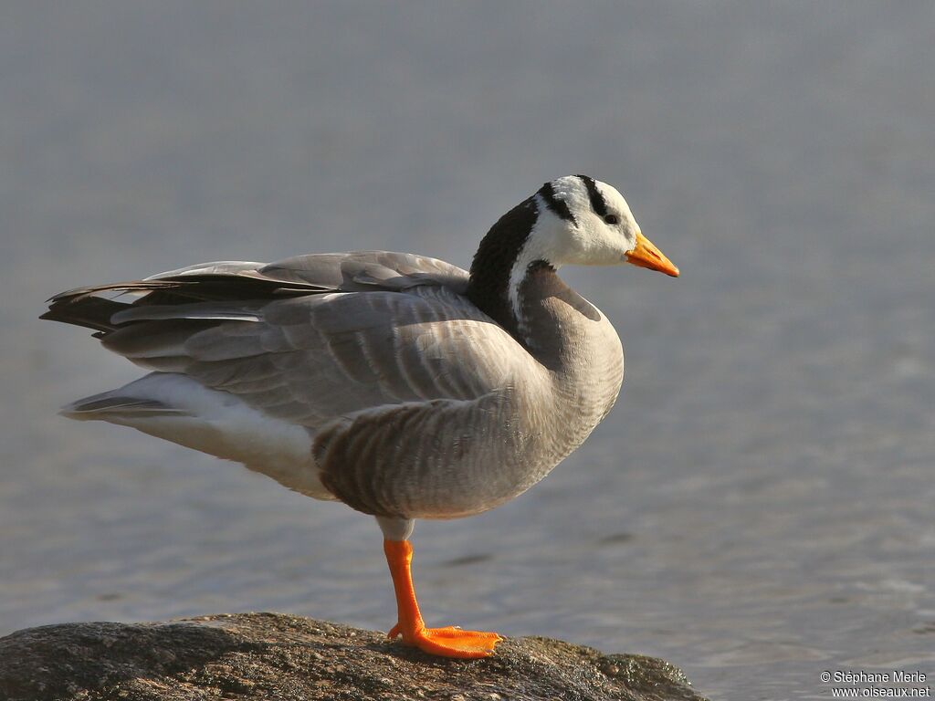 Bar-headed Gooseadult