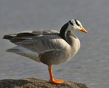 Bar-headed Goose