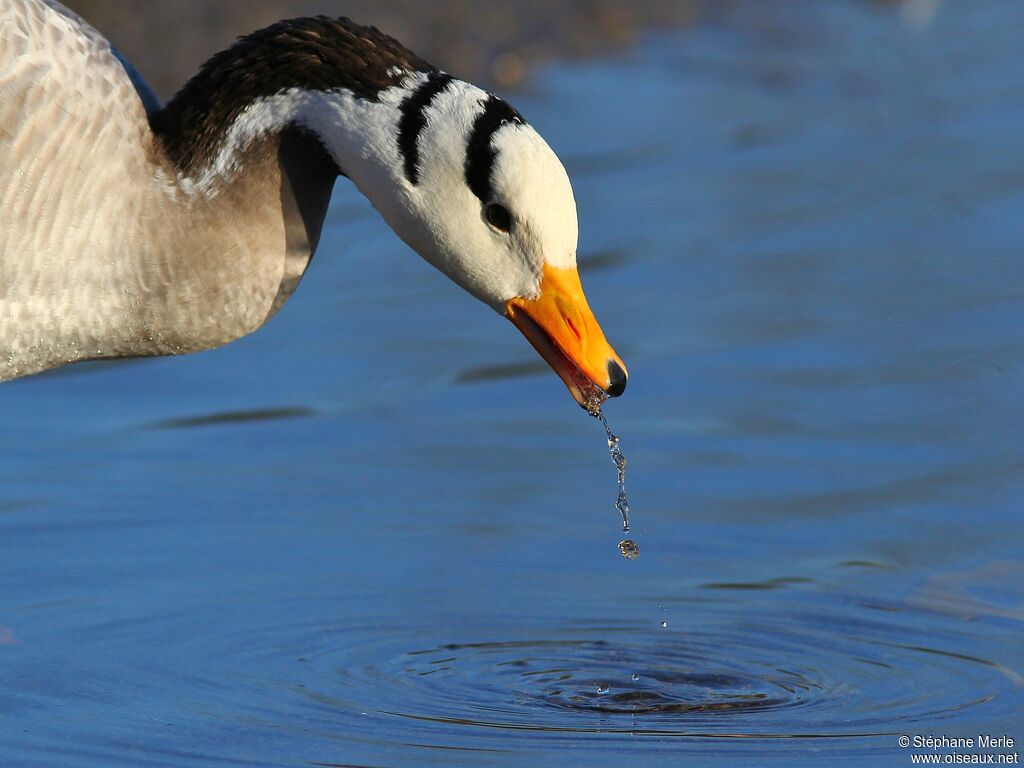 Bar-headed Goose