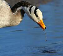 Bar-headed Goose