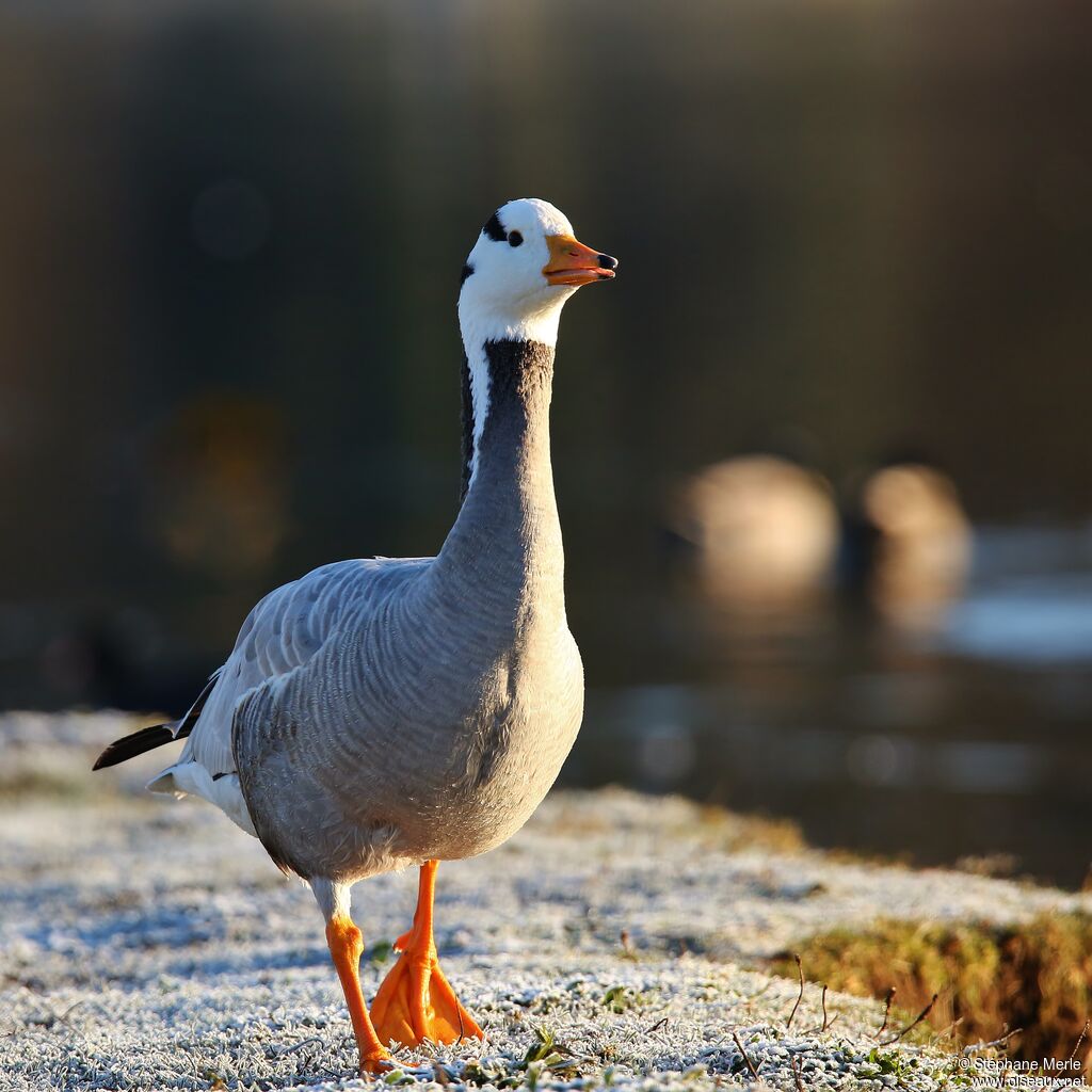 Bar-headed Gooseadult