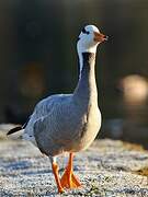 Bar-headed Goose