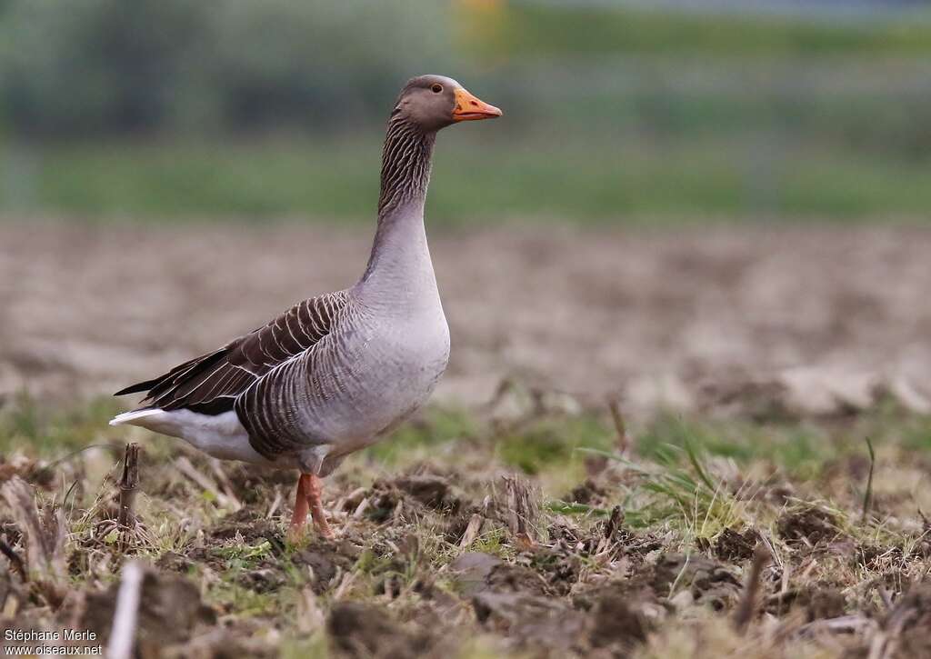 Oie cendréeadulte, identification