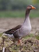 Greylag Goose