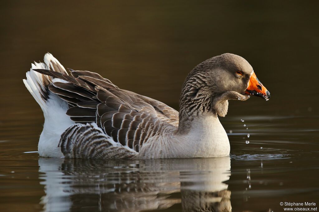 Greylag Goose male adult