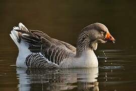 Greylag Goose