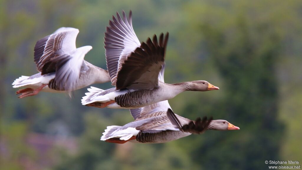 Greylag Goose