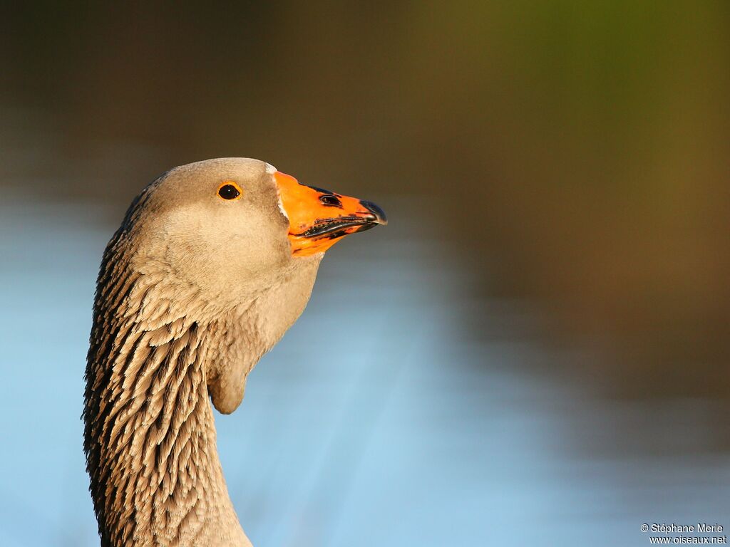 Greylag Goose