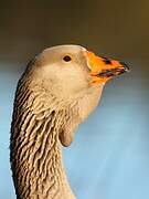 Greylag Goose