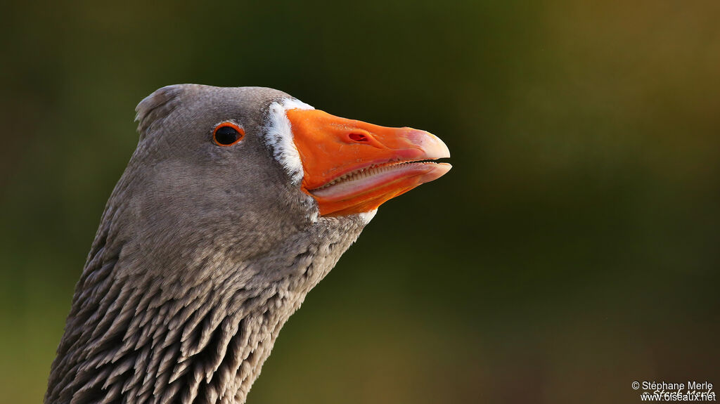 Greylag Gooseadult