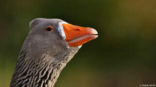 Greylag Goose