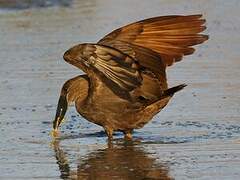 Hamerkop