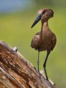 Hamerkop