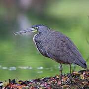 Bare-throated Tiger Heron