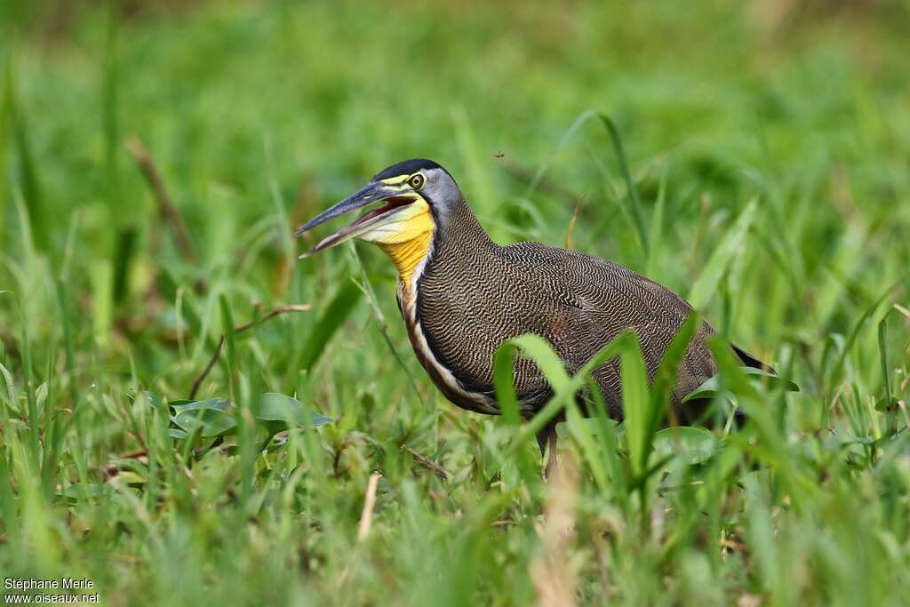 Bare-throated Tiger Heronadult, Behaviour