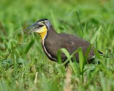 Bare-throated Tiger Heron