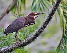 Rufescent Tiger Heron