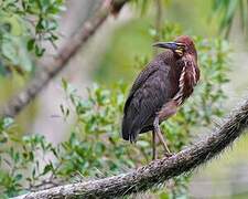 Rufescent Tiger Heron