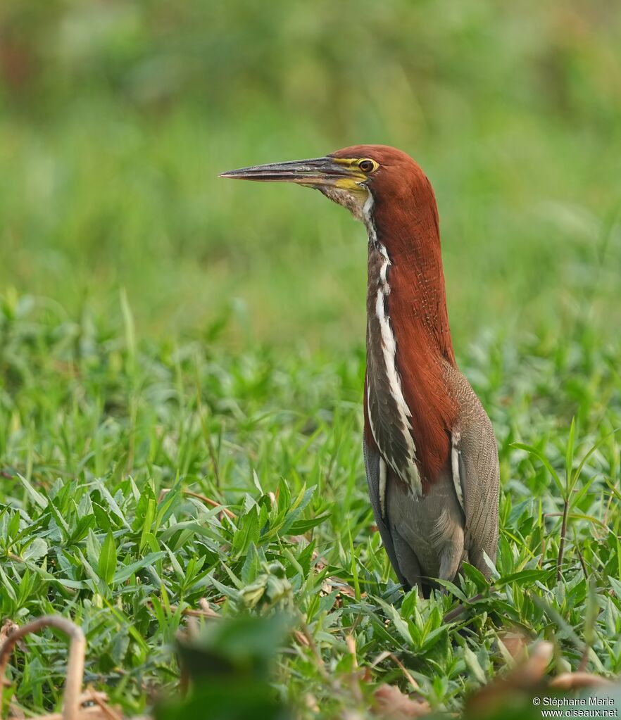 Rufescent Tiger Heron male adult