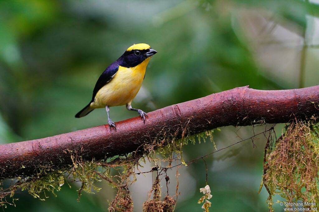 Thick-billed Euphonia