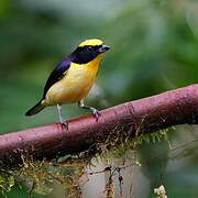 Thick-billed Euphonia