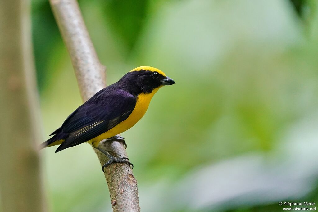 Thick-billed Euphonia male adult