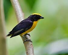 Thick-billed Euphonia