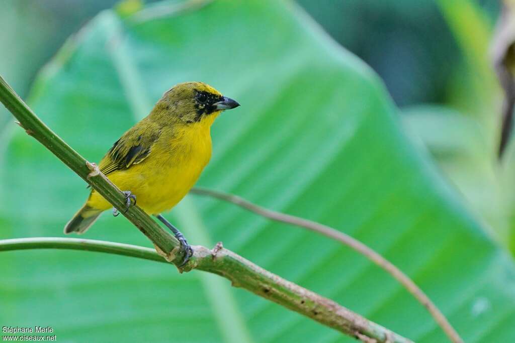 Thick-billed Euphonia male immature, close-up portrait