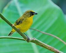 Thick-billed Euphonia