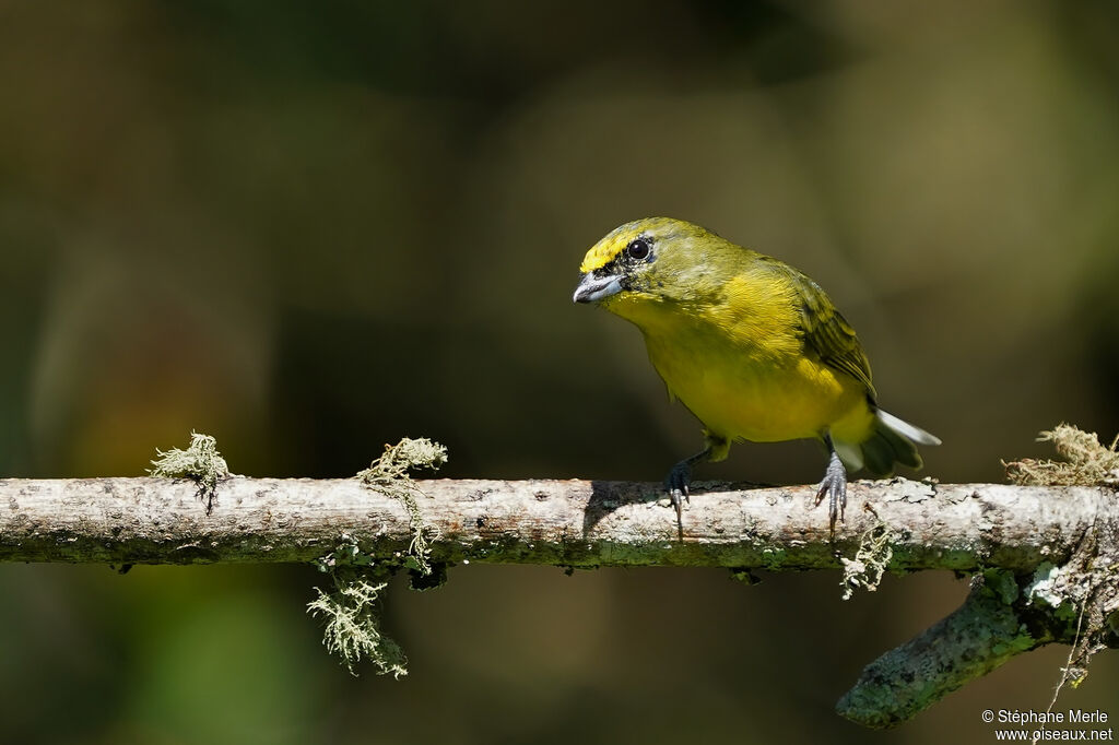 Thick-billed Euphonia