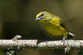 Thick-billed Euphonia