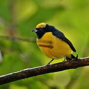 Yellow-crowned Euphonia