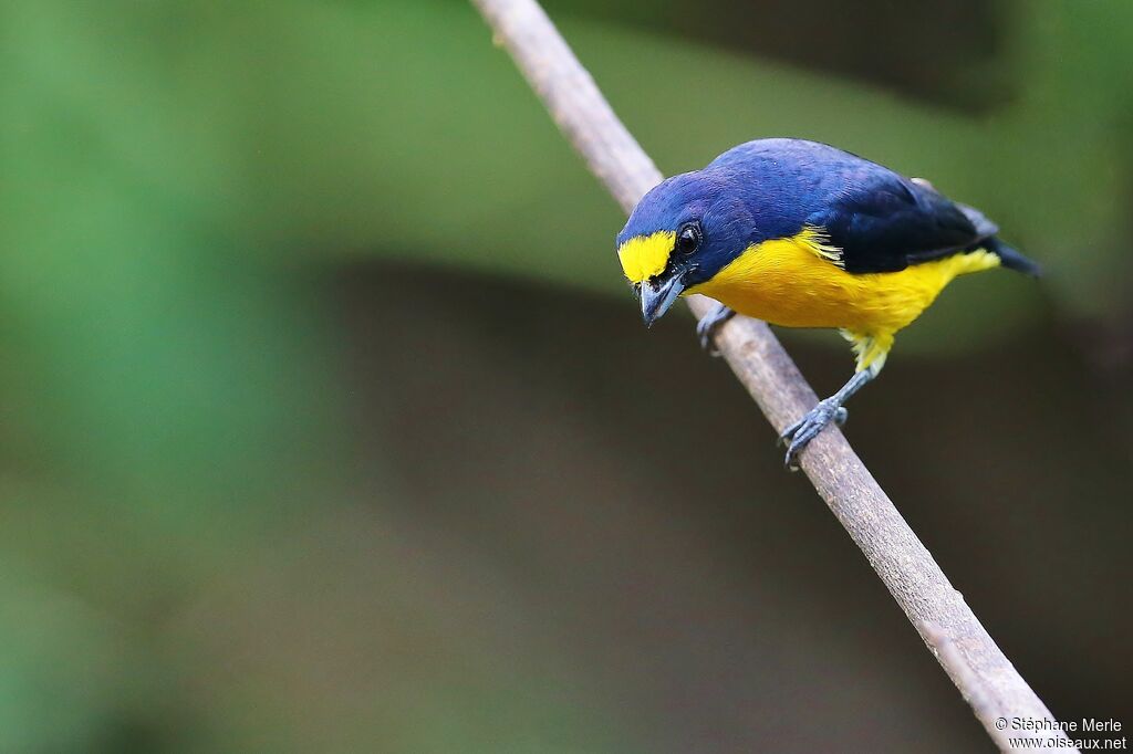 Yellow-throated Euphonia male adult