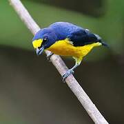 Yellow-throated Euphonia