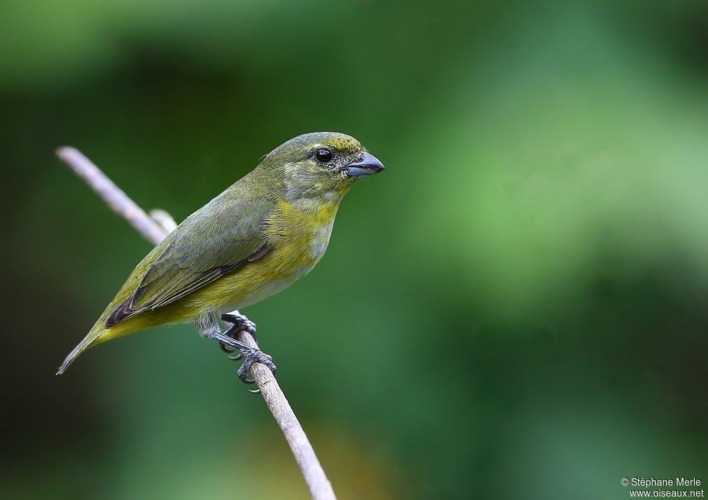 Yellow-throated Euphonia female adult