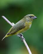 Yellow-throated Euphonia