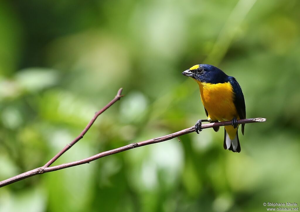 Yellow-throated Euphonia male adult