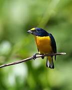 Yellow-throated Euphonia