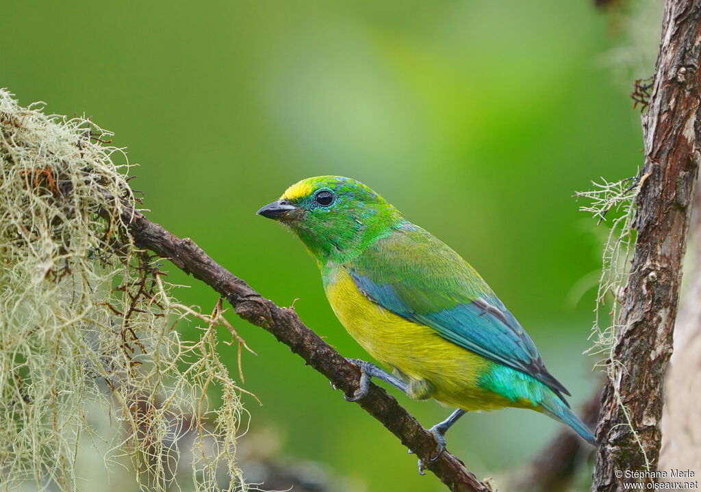 Blue-naped Chlorophoniaadult